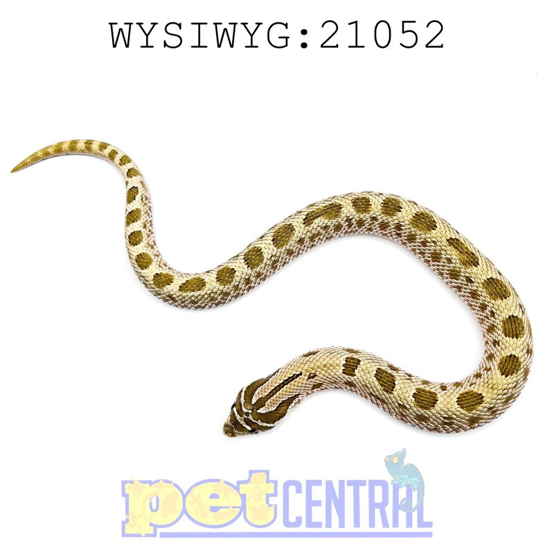 Captive Bred Anaconda Western Hognose Baby (21052)