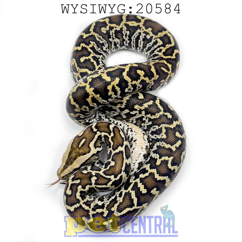 Captive Bred Burmese Python (DH Granite Albino ) Baby (20584)
