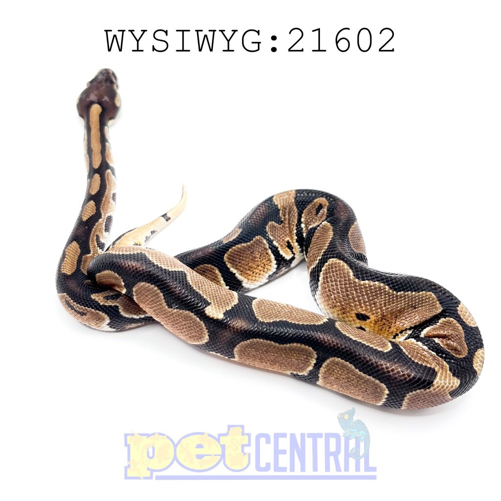 Captive Bred Russo Ball Python Baby (21602)