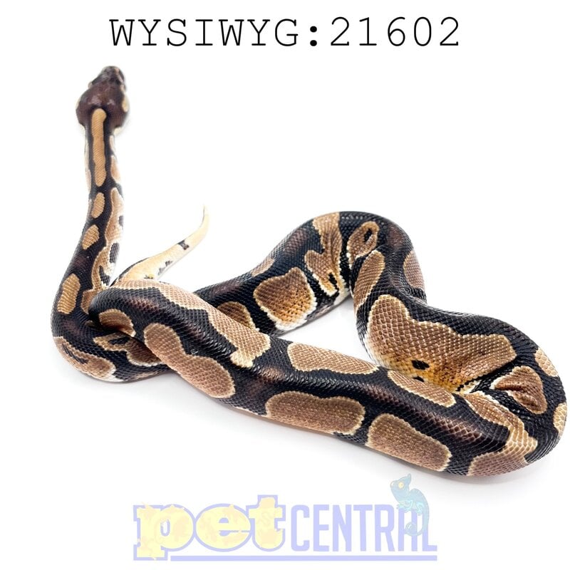 Captive Bred Russo Ball Python Baby (21602)