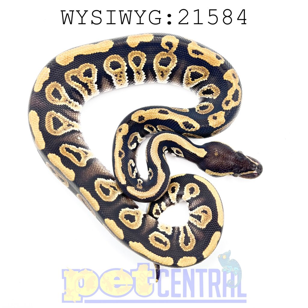 Mystic Ball Python Baby (21584)