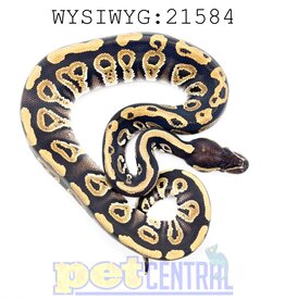 Mystic Ball Python Baby (21584)