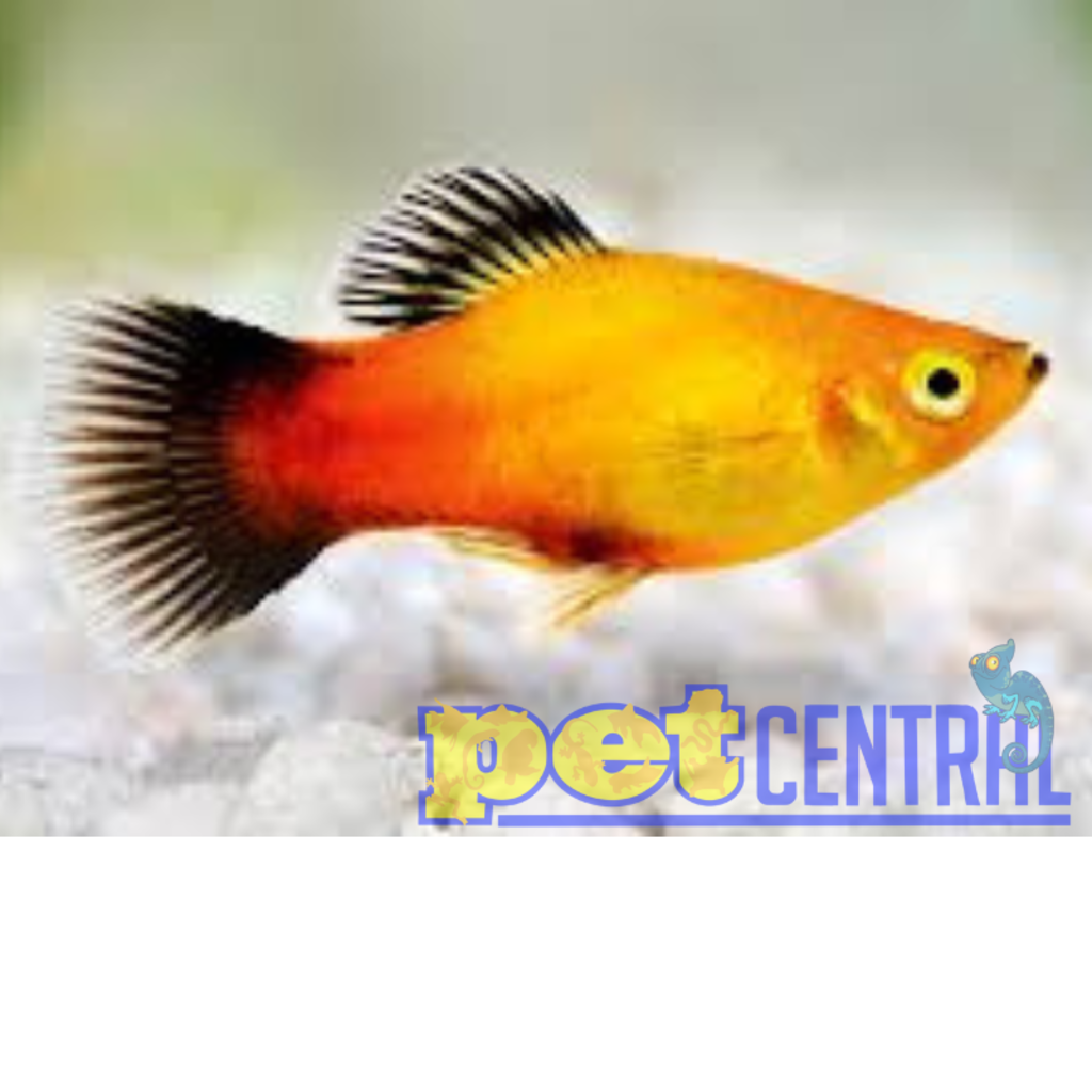 Dawn Platy MD