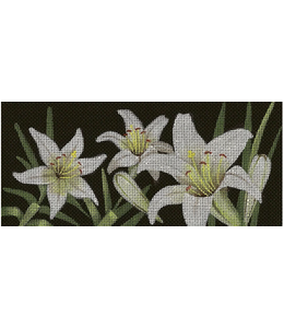 Lilies of the Field