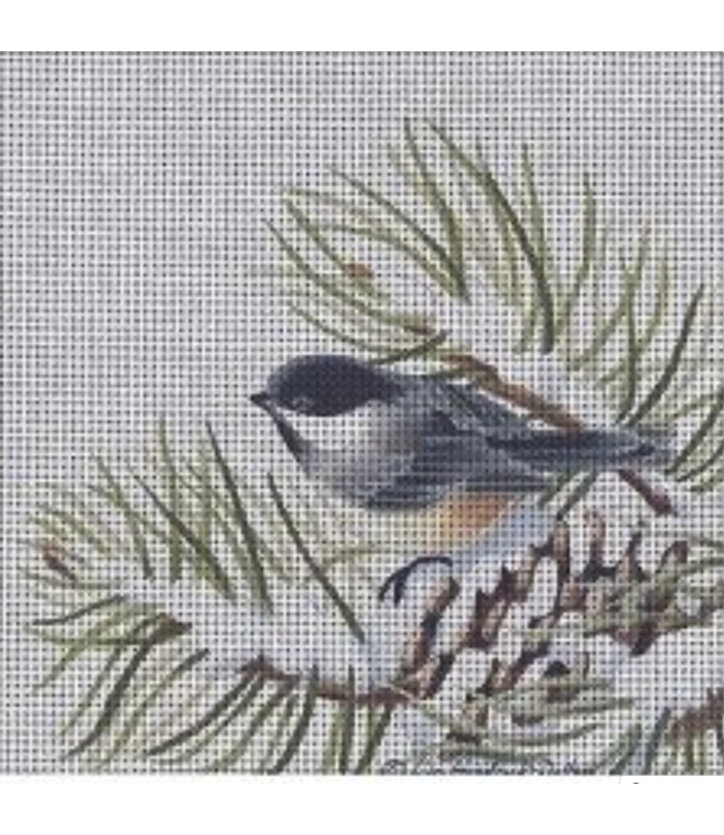 Chickadee in Winter Pine