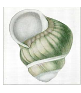 Green Shell