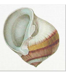 Striped Shell - Front