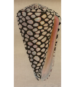 Speckled  Seashell Front