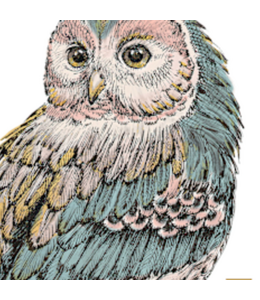 Beautiful Owl