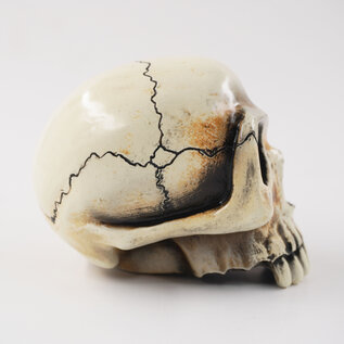 Van Chase Richard Cranium Shift Knob by Van Chase