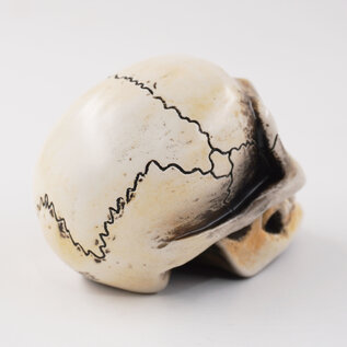 Van Chase Small Skull Shift Knob by Van Chase