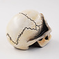 Van Chase Small Skull Shift Knob by Van Chase