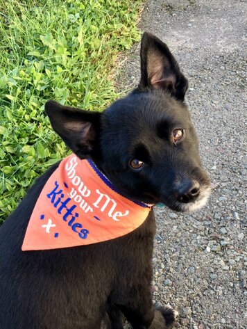Dog Bandana