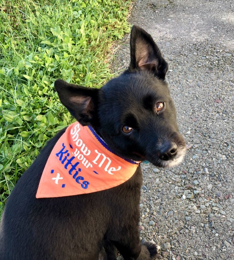 Dog Bandana