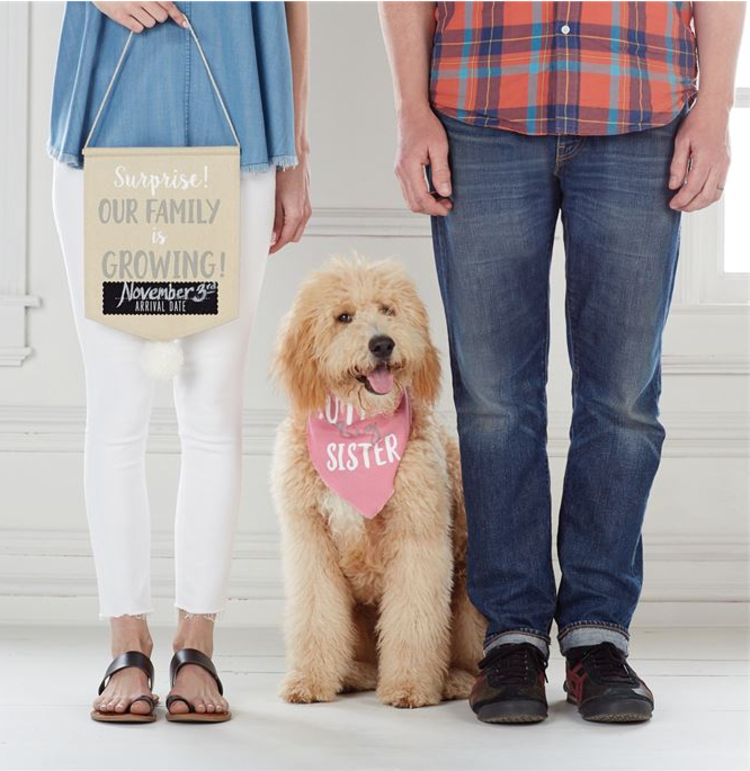 Pet Prop Announcement