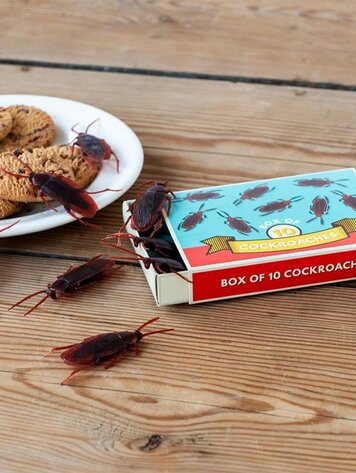 Box Of 10 Cockroaches