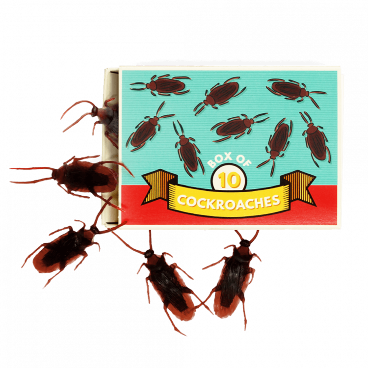 Box Of 10 Cockroaches