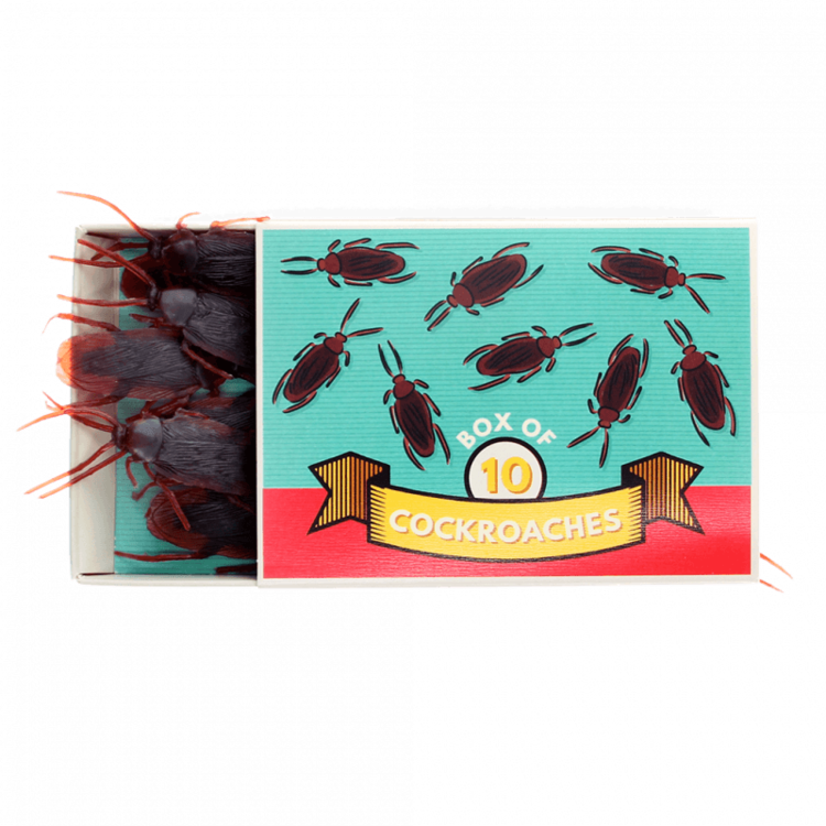 Box Of 10 Cockroaches