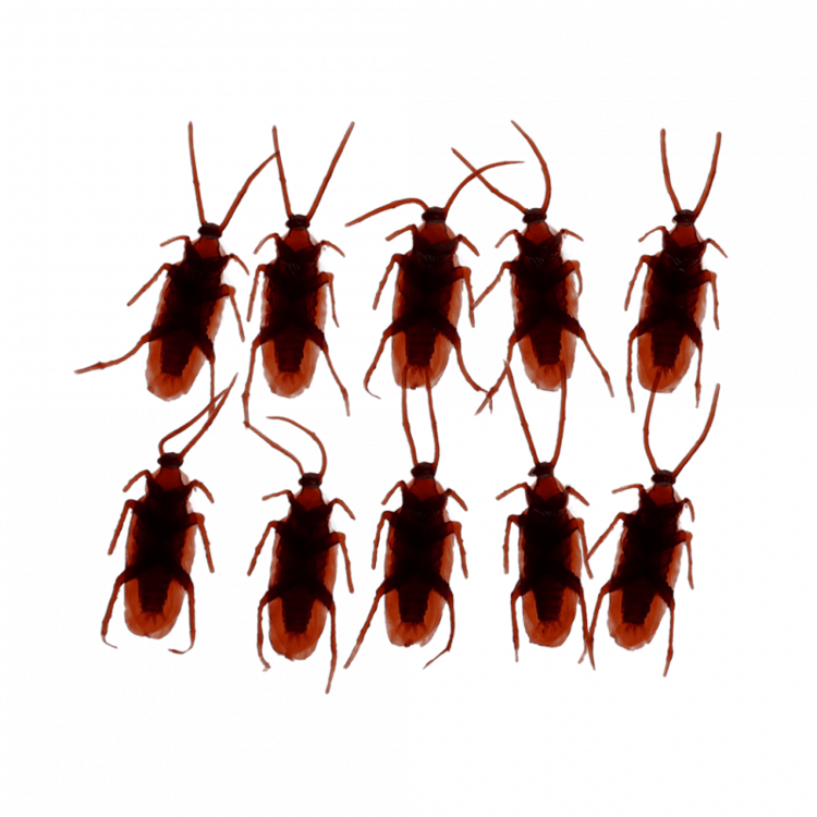Box Of 10 Cockroaches
