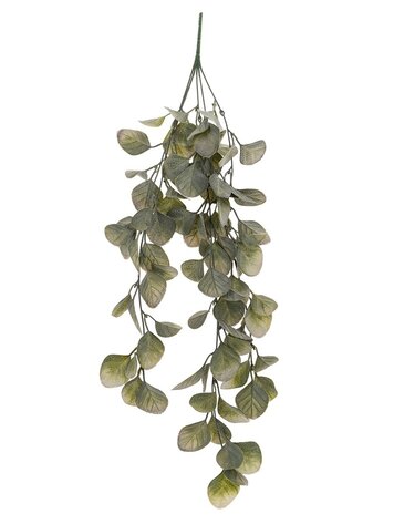 Trailing Eucalyptus Vine