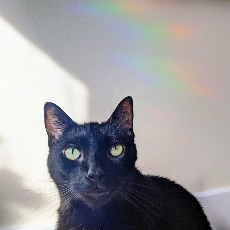 Sun Shaped Suncatcher