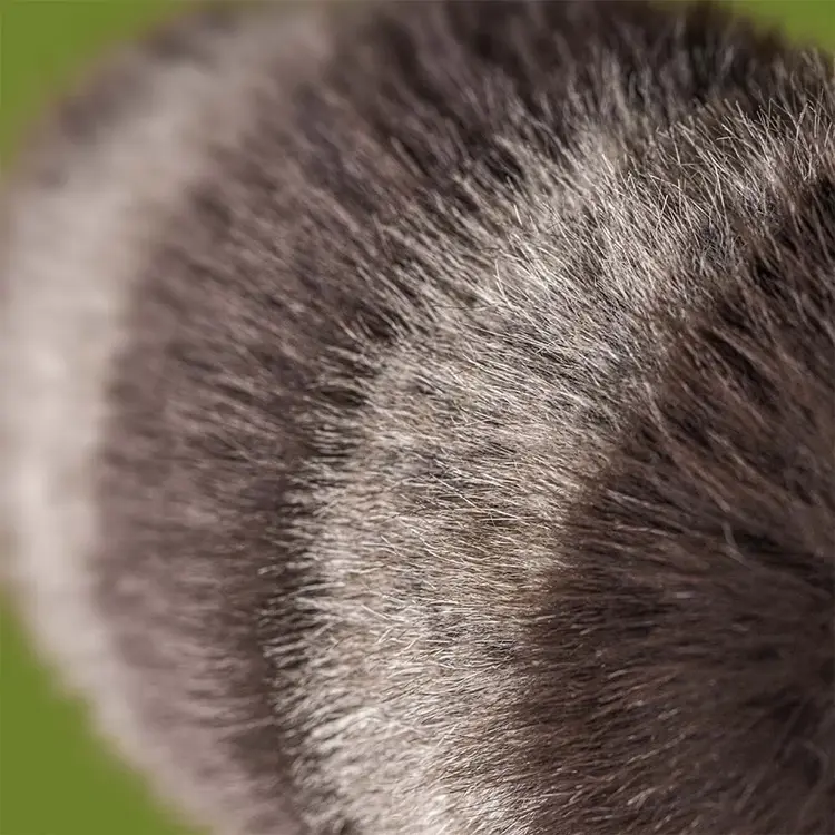 Jellycat Inc Trixiwoo Raccoon