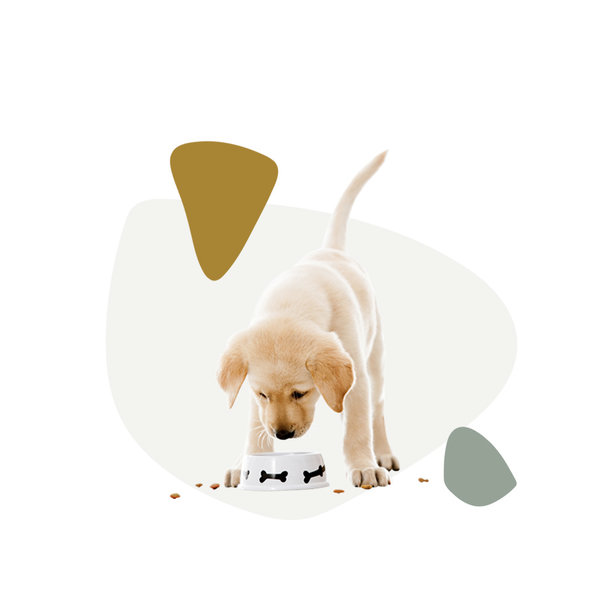 Pet Food & Supplies Roxi & Co Sioux Falls, SD