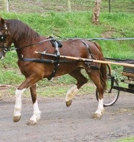 Showcraft Synthetic - Driving Harness - Pony