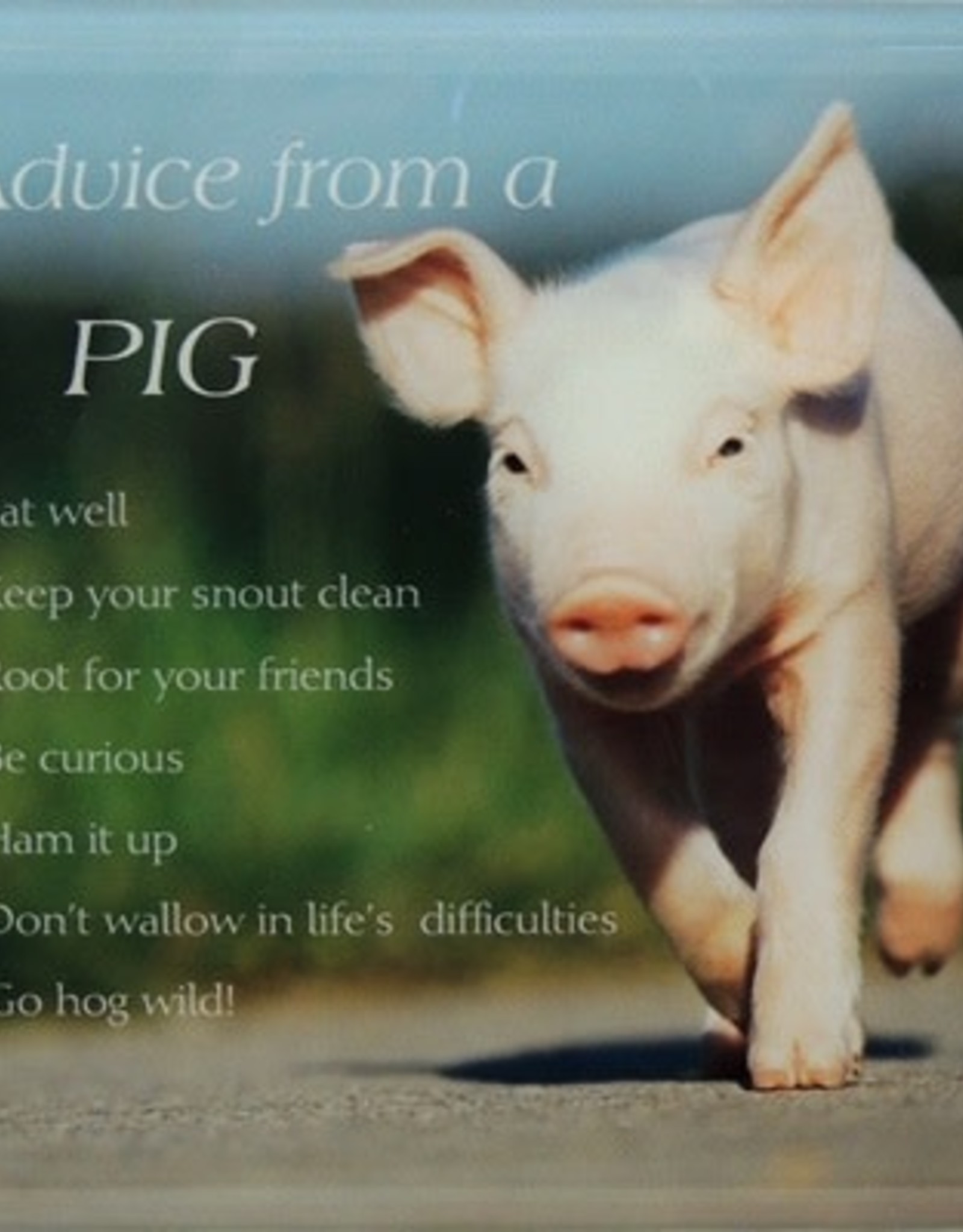 Plaque - Advice from a Pig