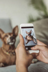 Paint Your Pet Event