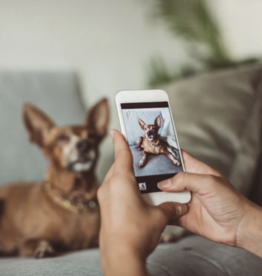 Paint Your Pet Event