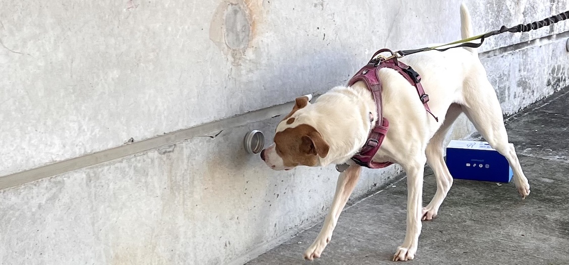 Scent Work