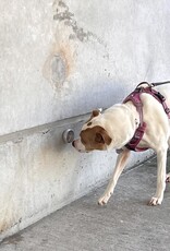 6 Week Dog Training Class - Scent Work