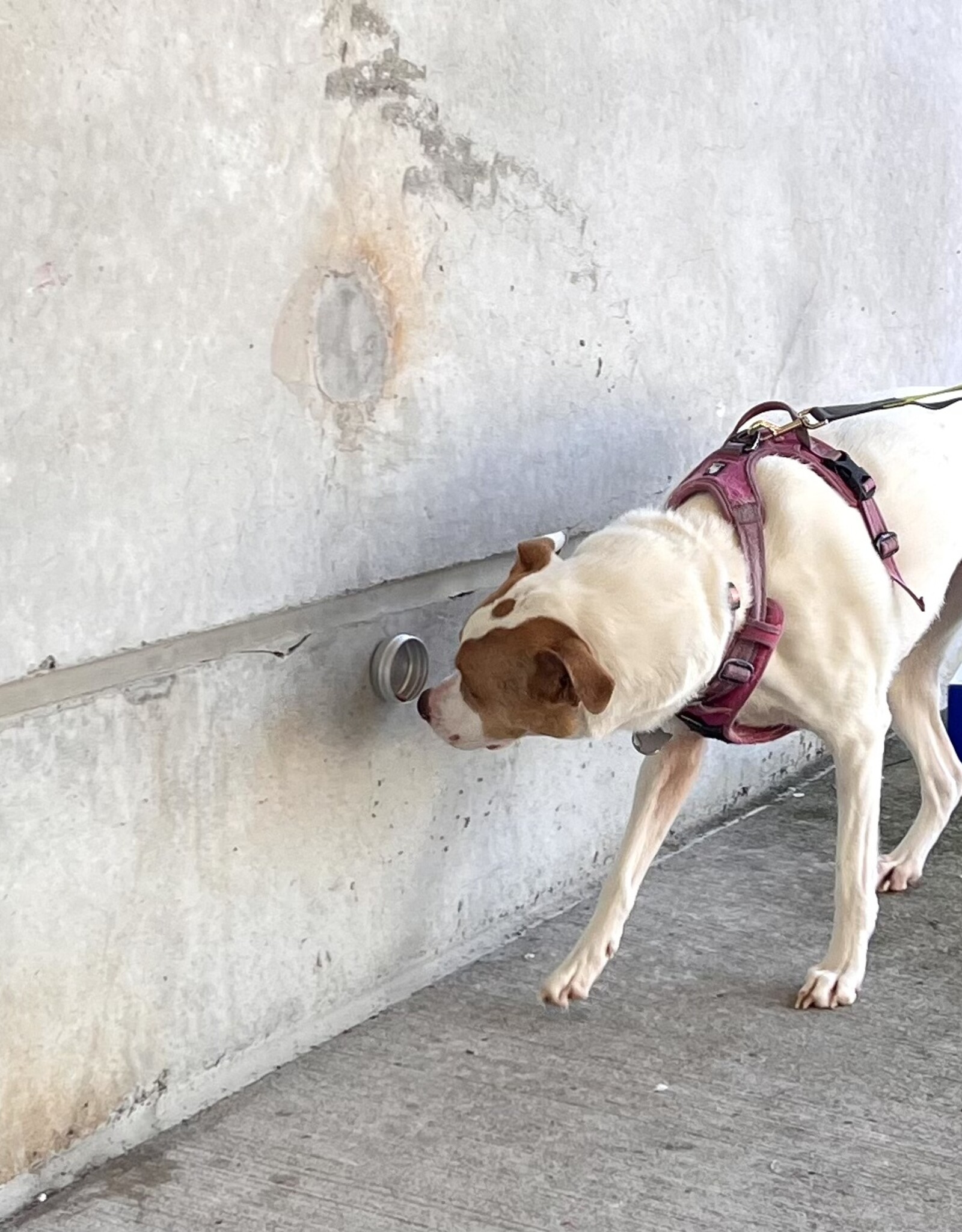 6 Week Dog Training Class - Scent Work