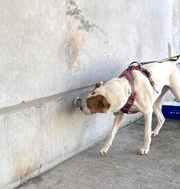 6 Week Dog Training Class - Scent Work