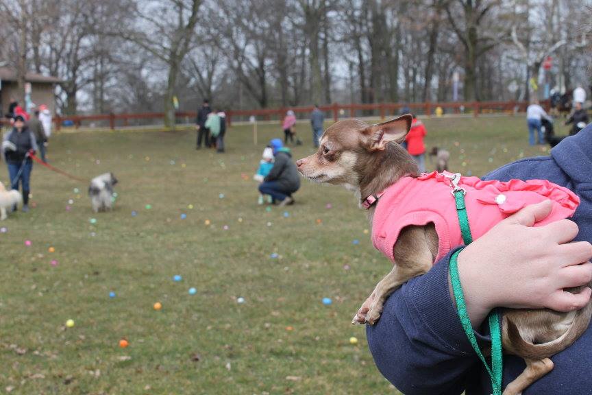 2018 Easter Egg Hunt for Dogs