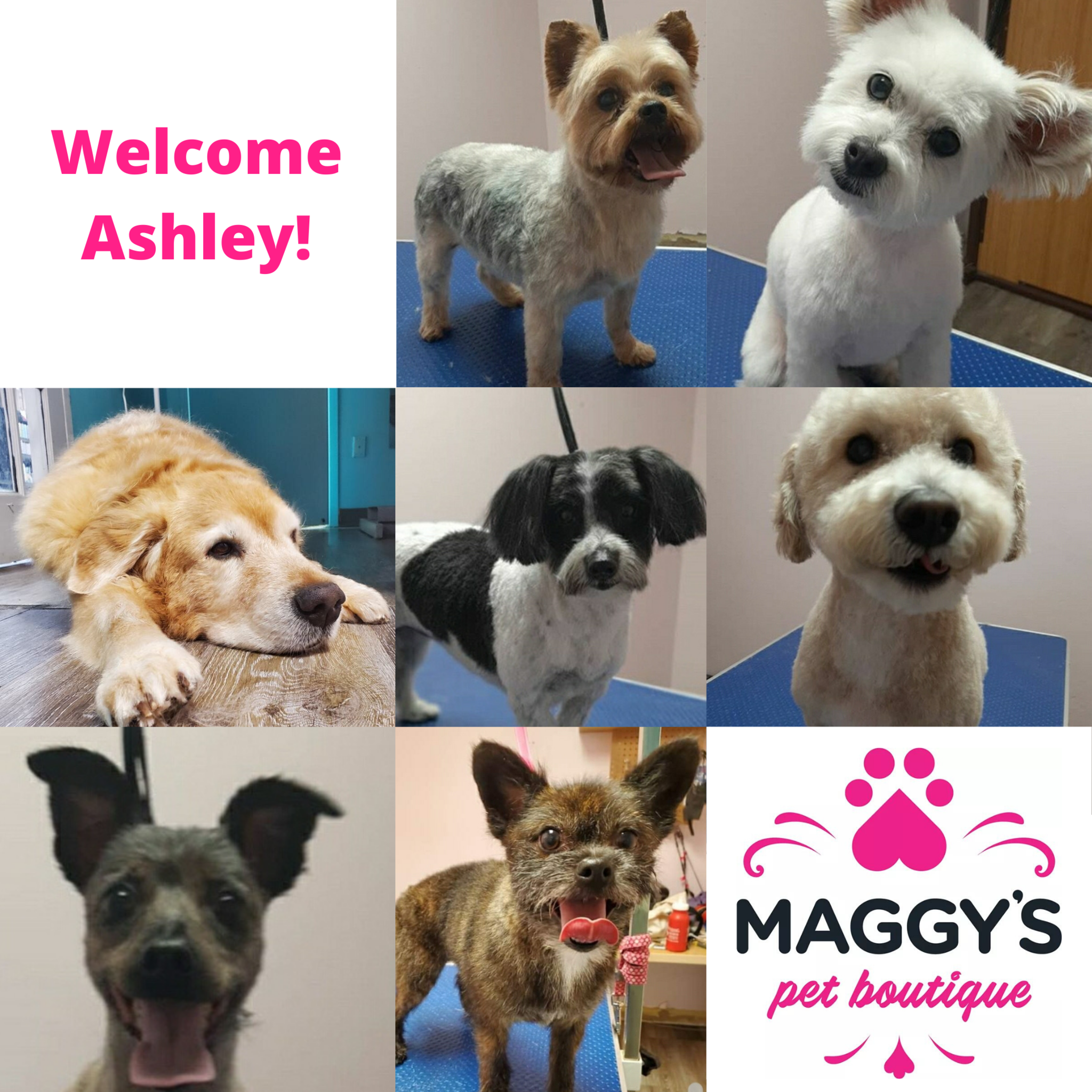Welcome Ashley - Professional Dog Groomer