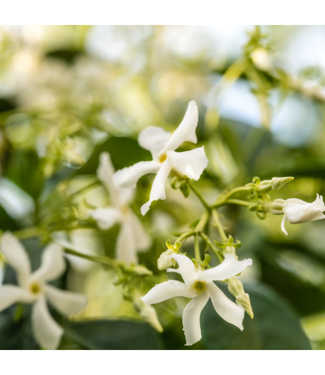 Homesick Pura Diffuser Refill