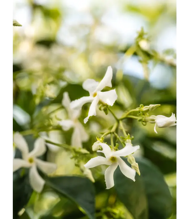 Atmosphere Pura Diffuser Refill