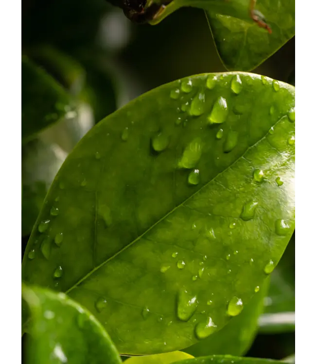 Water Lily Pura Diffuser Refill