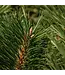Frasier Fir Pura Car Diffuser Refill