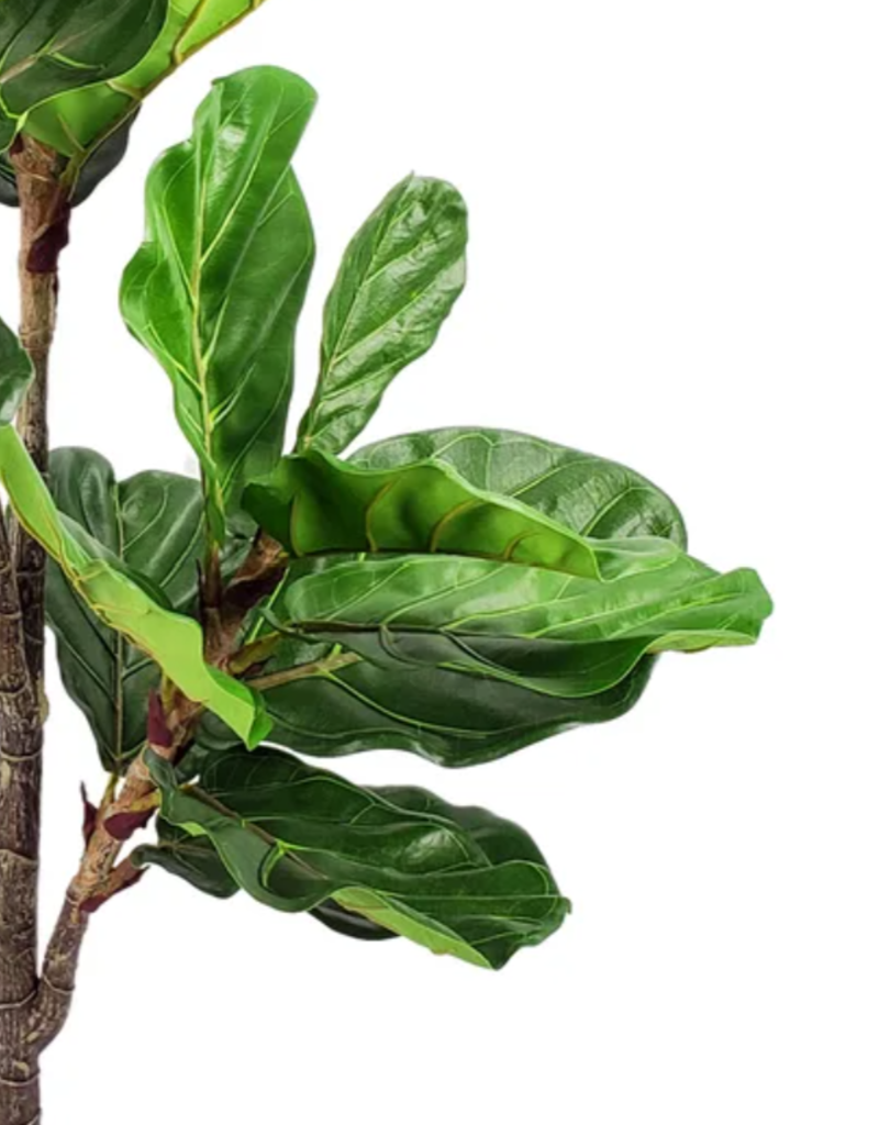 56" Fiddle Leaf Fig Tree