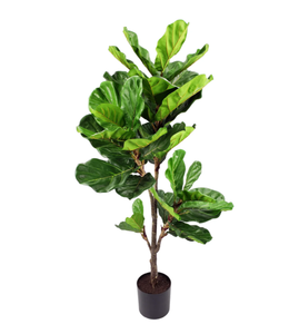 56" Fiddle Leaf Fig Tree