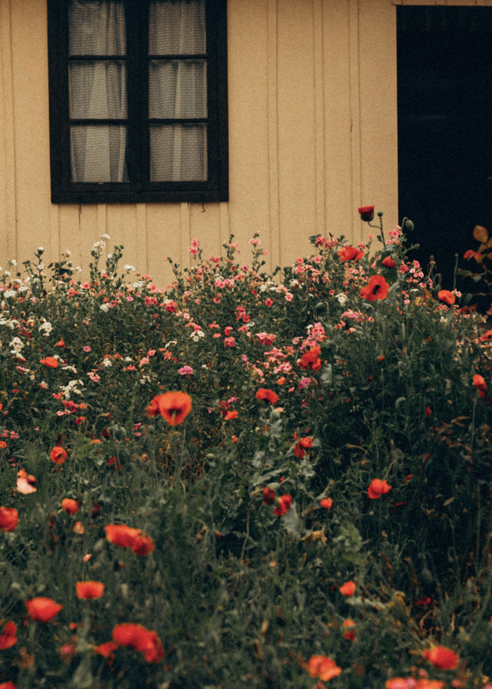 Vitruvi Huile essentielle CITRUS BLOSSOM