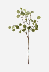 Branche, Eucalyptus, Nature