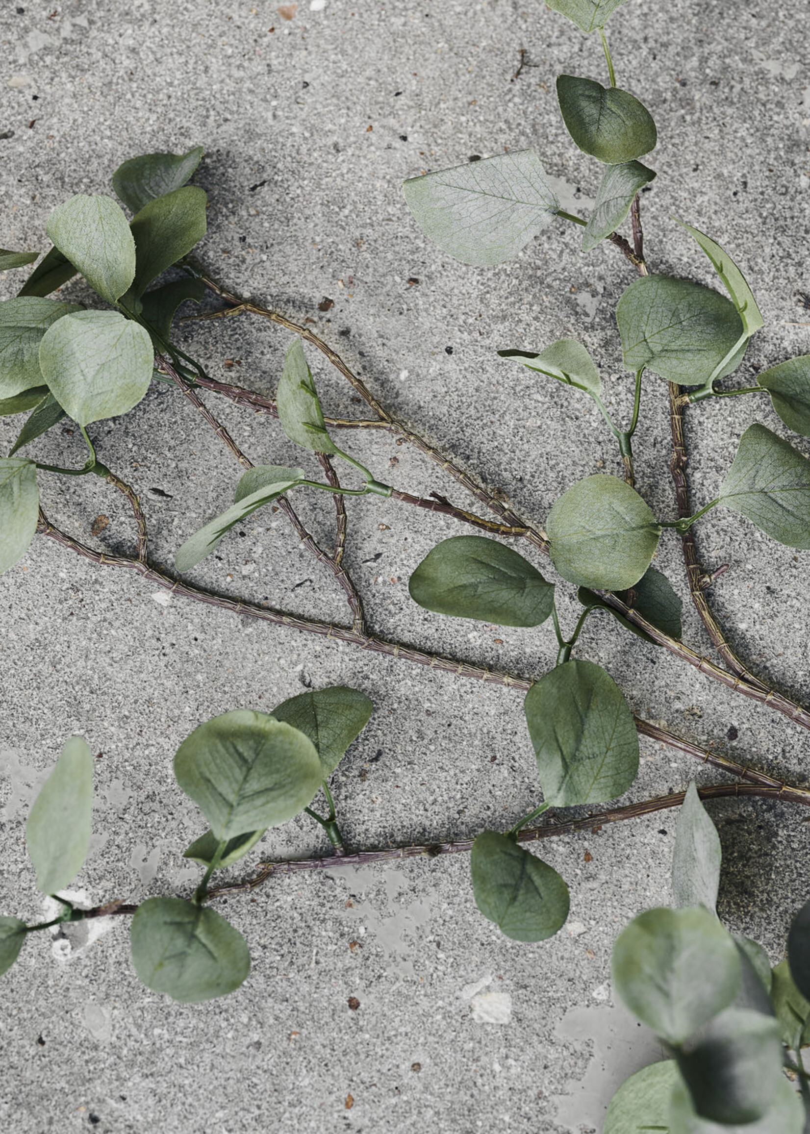 FEUILLE EUCALYPTUS NATURE