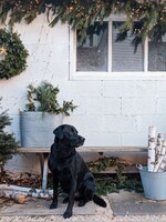 Séance Photo du Temps des Fêtes