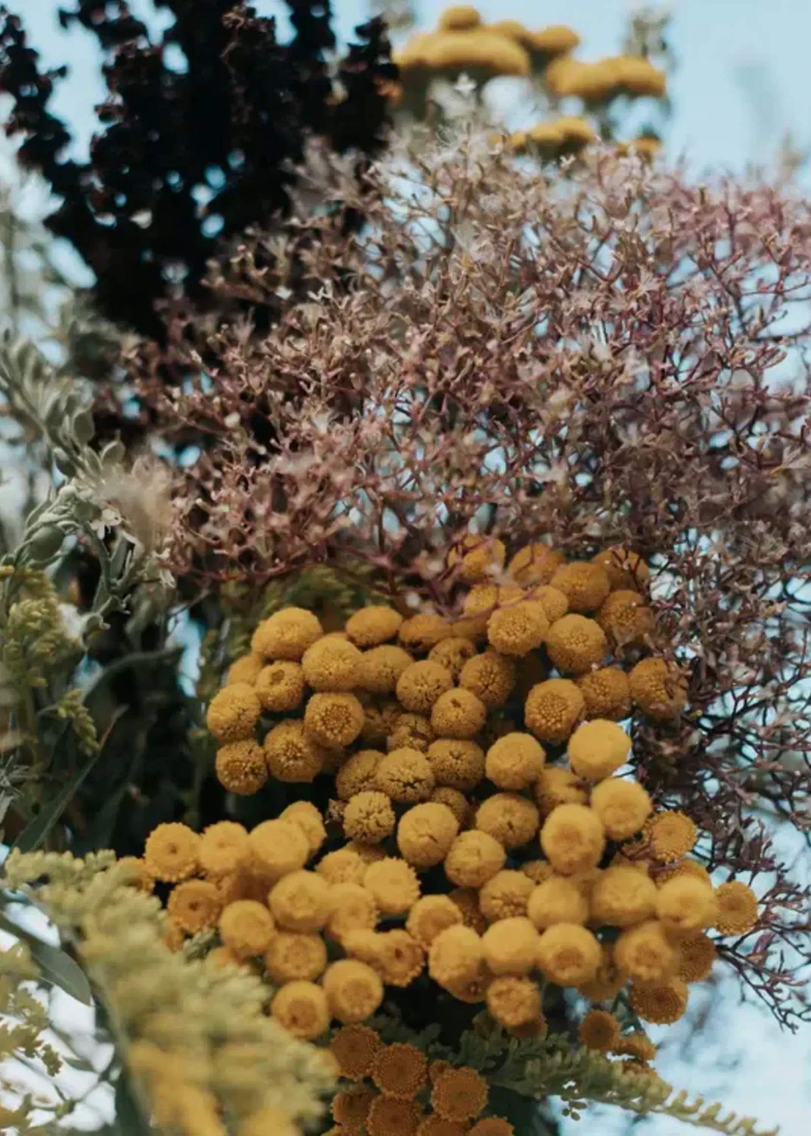 Field Kit The Florist - Fresh Flowers