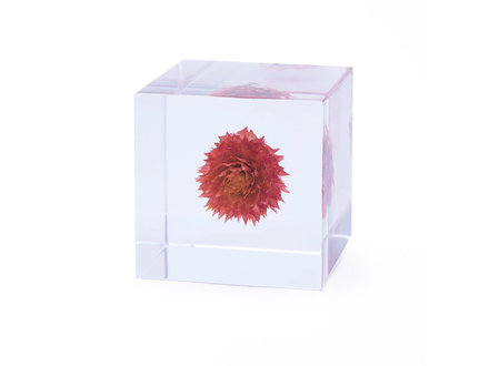 Sola Cubes sola cube - globe amaranth