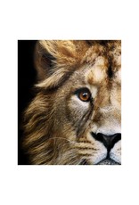 Monroe & Kent AFRICAN LION WALL DECOR
